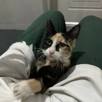 واگذاری رایگان گربه|گربه|بردسکن, |دیوار