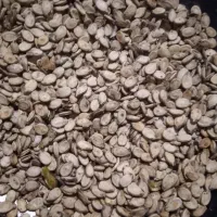 تخمه هندوانه