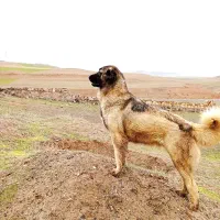 سگ سرابی از نوادگان پله