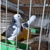 مایه کبوتر پرشی