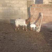 ۱رآس ،بز ،جنس دار ،جوان شکم اول،با بزغاله ماده