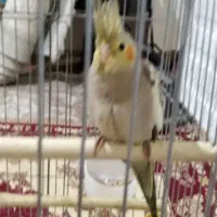 جوجه عروس هلندی|پرنده|محمدشهر, شهرک پیام (مهرالبرز)|دیوار