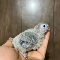 گیرینچیک سرلاکی و دونخور|پرنده|ساری, |دیوار