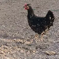 مرغ گلین