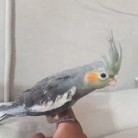 جوجه عروس