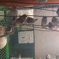 فنج نرگسی شکلاتی سیلور بلبلی وسفید