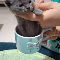 بهترین گربه های شیراز نژاد اسکاتیش( اصیل)|گربه|شیراز, شهرک گلستان|دیوار