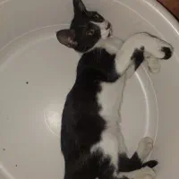 گم شده|حیوانات|چمران, |دیوار