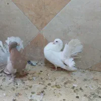 کبوتر دم چتری آمریکایی اصل|پرنده|اهواز, کوی راه کربلا|دیوار