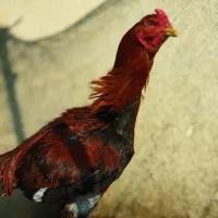 خروس لاری اصیل