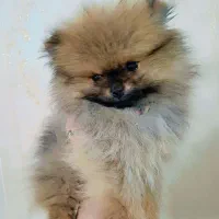 سگ پامر|سگ|محمدشهر, کوی بهار|دیوار