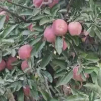 فروش سیب محلی درجه