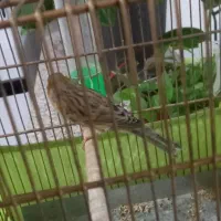 قناری مست شلاقی