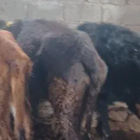 گوساله|حیوانات مزرعه|قره ضیاالدین, |دیوار