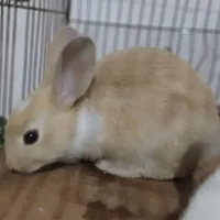 خرگوش