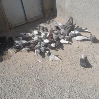 50 کفتر از همه رنگ دونی 150
