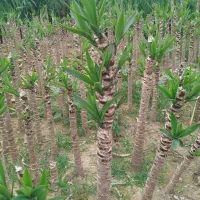 یوکا پایدار|گل و گیاه طبیعی|بابل, |دیوار