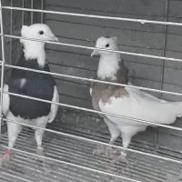 طوقی|پرنده|مبارکه, |دیوار