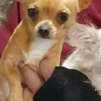 سگ جیبی شیهواهوا شیواوا شی واوا چیواوا شی هواهوا