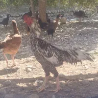 جوجه اوشامو|حیوانات مزرعه|تخت, |دیوار