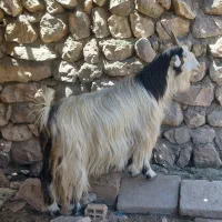 بز وبیگ