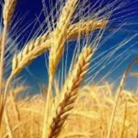 فروش گندم دیم
