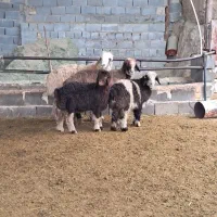 میش بره دار|حیوانات مزرعه|مرودشت, نقش رستم|دیوار