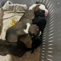 سگ  چهار عدد