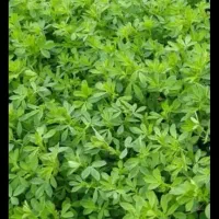 یونجه  پرس شده