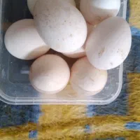 تخم مرغ بوقلمون