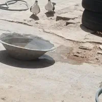 یک جفت کربلایی اصلی