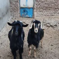 بز جوان|حیوانات مزرعه|مریوان, |دیوار