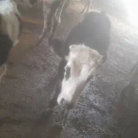 گوساله نر