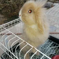 خرگوش لوپ ماده|موش و خرگوش|گلبهار, شهر جدید گلبهار|دیوار