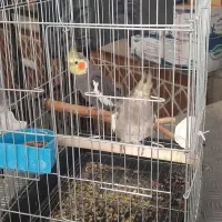 یک جفت طوطی عروس کار داده|پرنده|قزوین, |دیوار