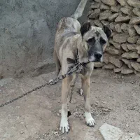 سگ سرابی ۲ساله|سگ|ابهر, |دیوار
