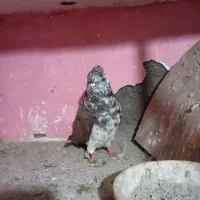 شکلاتی گرگی قاره|پرنده|سرخنکلاته, |دیوار