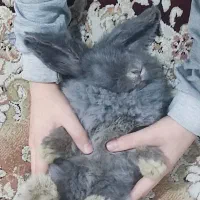 مینی لوپ|موش و خرگوش|نسیم‌شهر, |دیوار