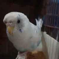 مرغ عشق