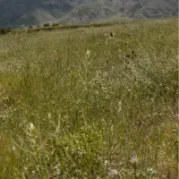 زمین-باغ-ویلایی-منطقه-یام