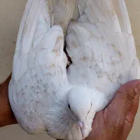 کلاغ کربلایی کله سفید مخمل سرسفید