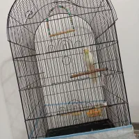 عروس هلندی نر|پرنده|بجنورد, |دیوار