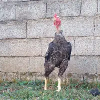 خروس لاری..|حیوانات مزرعه|رشت, گیل|دیوار