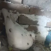 ماده سرو پلاکی