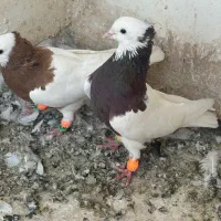 کبوتر