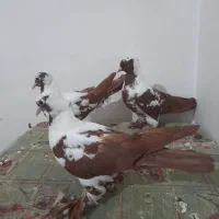 ککیلی و طوقی کلفه