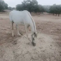 اسب|اسب و تجهیزات اسب‌سواری|چاروسا, |دیوار