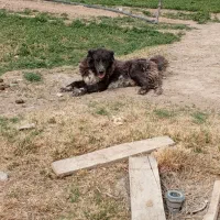 سگ قهدریجان