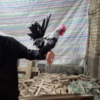 تخم نطفه داره چاپنیز