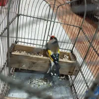 سهره|پرنده|اندیمشک, |دیوار